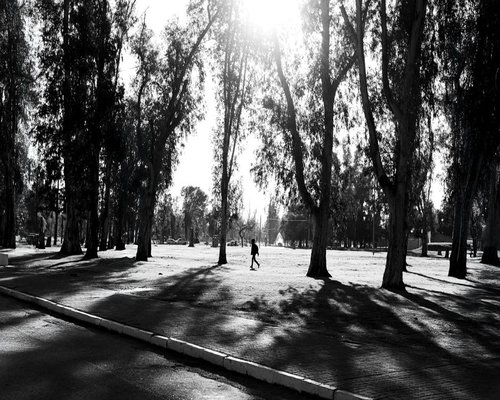 A person walking through a peaceful urban park surrounded by trees
